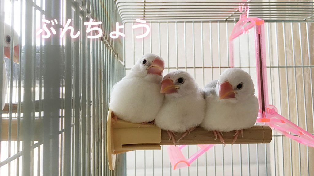 文鳥ロードショーについて – 文鳥ロードショー・インフォメーション